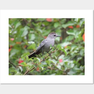 Gray Catbird in a Tree Posters and Art